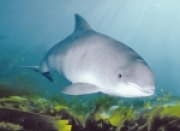 Mini-Puzzle - Schweinswal